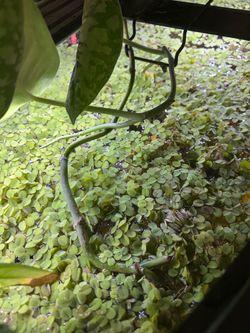 Salvinia minima
