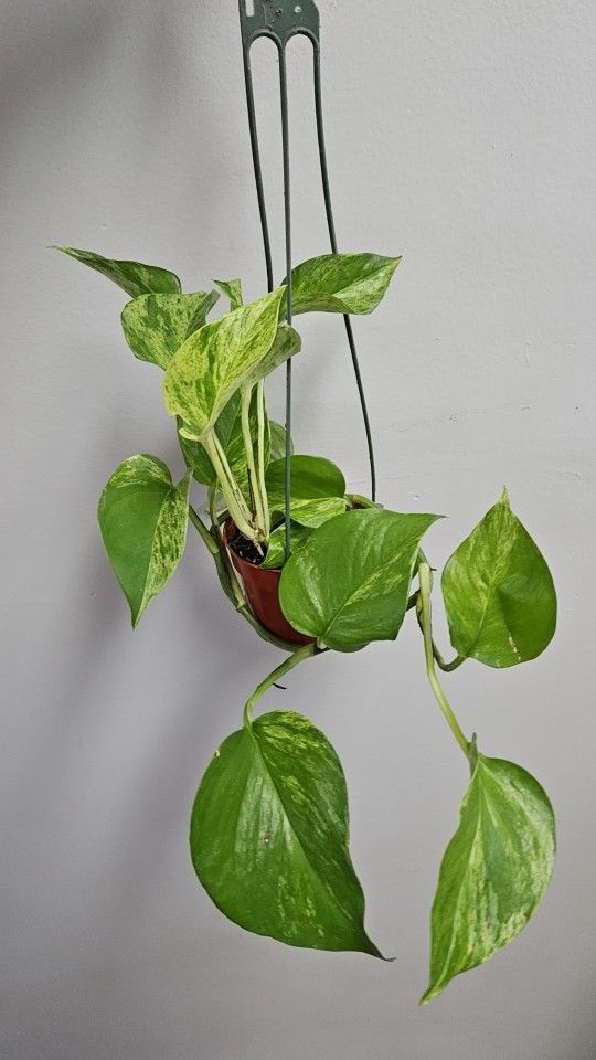 4" Pothos 'Marble Queen'