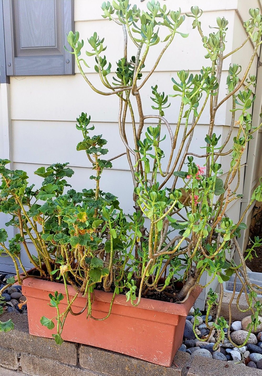 Plant with plastic pot