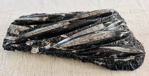Orthoceras Fossil - 370 million yrs