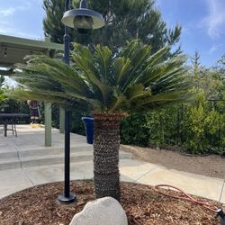 Sago Palm Over 6 Feet Tall. Must Remove Yourself. Bring your Gardner.