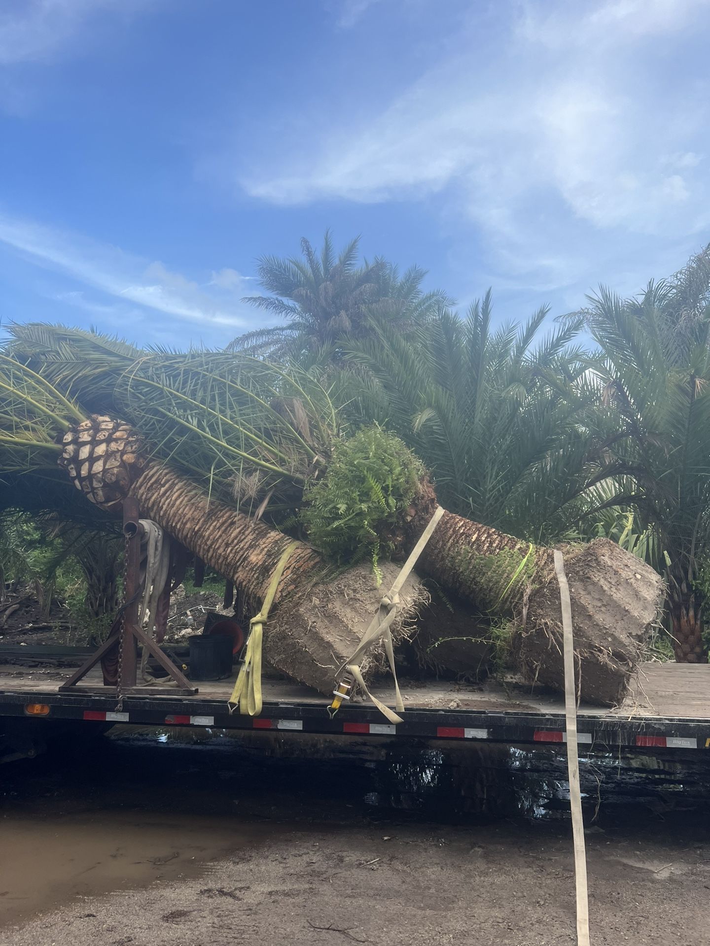 Canary palms