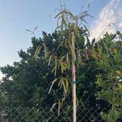 Guage Tree