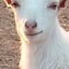 Smug Goat