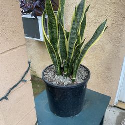 SNAKE PLANT 