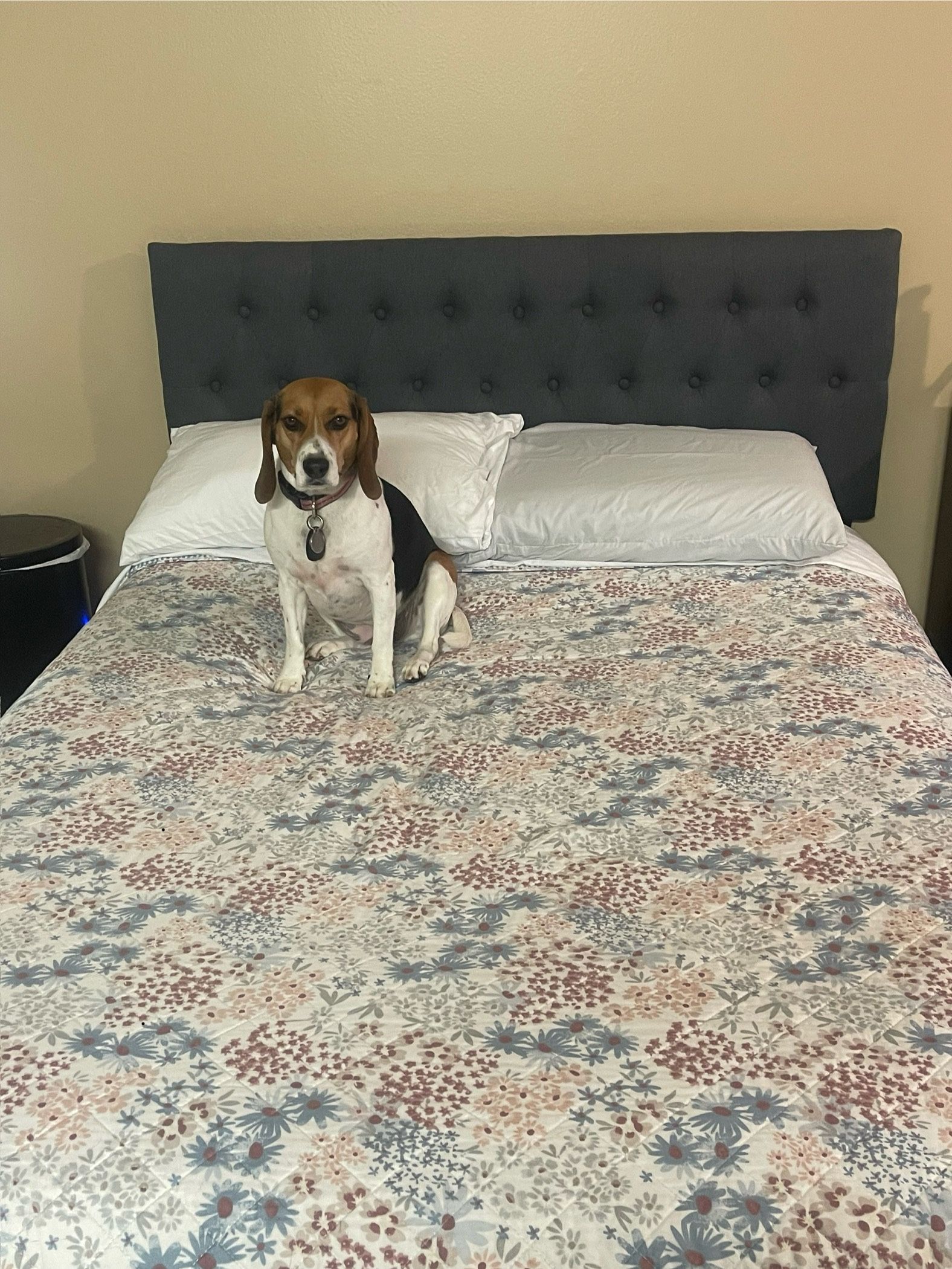 Padded Queen Headboard
