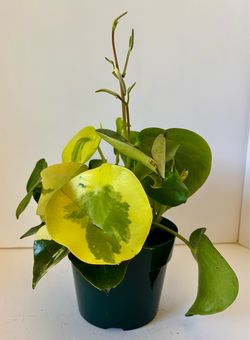 Variegated peperomia ‘raindrop’ in 6” pot