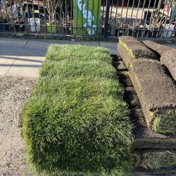 Kentucky Blue Grass - Fresh Sod