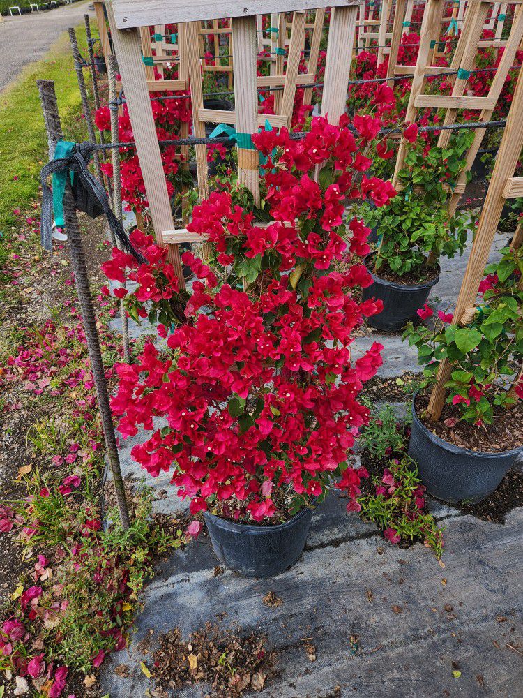 Bougainvillea Plants All Colors And Sizes Available Colorful Plants Easy Maintenence Plants