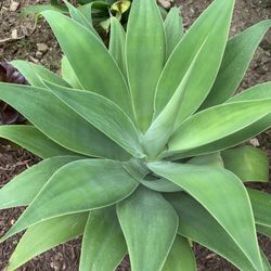 Succulents 