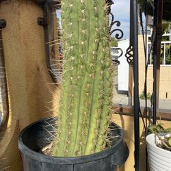 FROM MY GARDEN 2 YOURS.