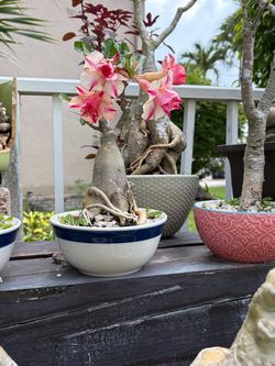 Desert rose bonsai