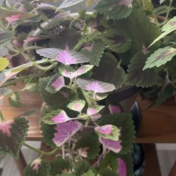 Solenostemon