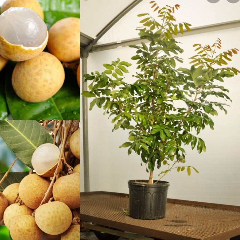 Biew Kiew Longan Airlayered Trees 3gal