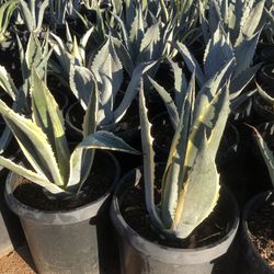 Blue Americana Agave 15gal 