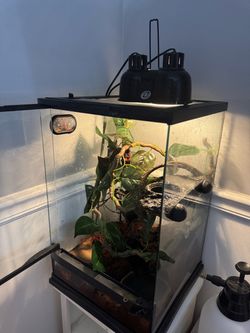Terrarium for Crested Gecko