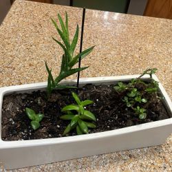 Live Succulent Centerpiece 