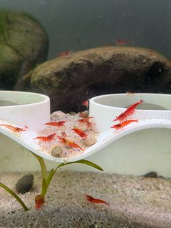 Aquarium Plants for Shrimps