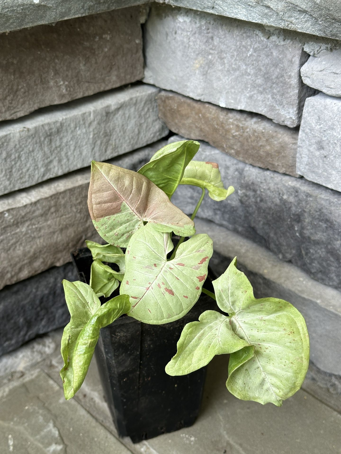 Green Plant In 4” Pot