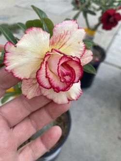 Adenium Desert Rose Blooming Double Flowers Plant, In 1 Gallón Por Pick Up Only