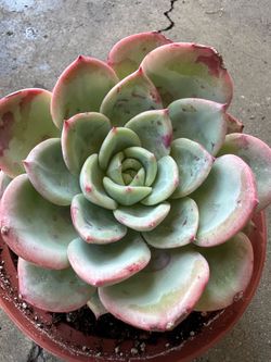 Beautiful succulents collection sen đá đủ màu