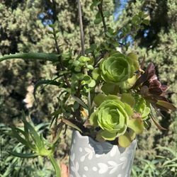 Beautiful Succulent 