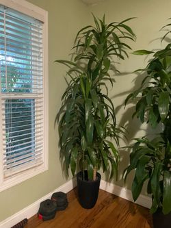 Live plant~HUGE XL ~7ft Dracena; ceramic pot not included, 5-6 plants in each pot;comes in black self watering pot!! Low light/low maintenance indoor