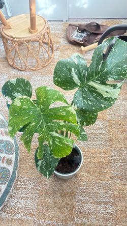 High variegated thai monstera