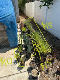 Carribean agave, blue agave, green agave