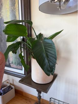 Plant & Pot