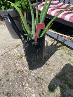 Aloe