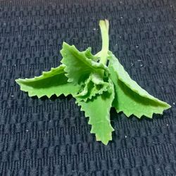 6 Cuban Oregano Mexican Mint Cuttings