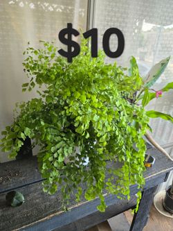 Maiden Hair Fern/ Helecho