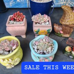 SUCCULENT SALE THIS WEEK IN SAN LORENZO  GREAT PLANTS