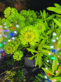 Limnophila aquarium plant clippings fresh water