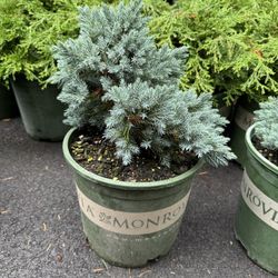 Dwarf Blue Star Juniper Bushes 
