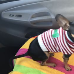 Little T Shirt For Dog