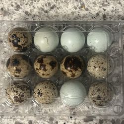 Fertilized Quail eggs