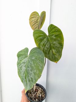 Philodendron Sodiroi Plant 4" Pot - Indoor House Plants
