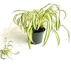 Spider Plants in 6” Nursery Container, Air Purifying Plants