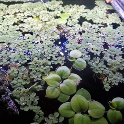 Floaters Will Trade For Fish Or 5 Dollars A Handful