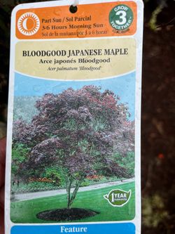 Bloodgood Japanese maple