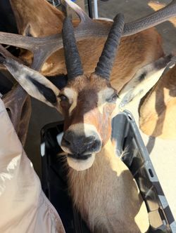 TAXIDERMY ROAN SHOULDER MOUNT