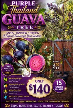Purple Thailand guava tree