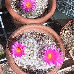 Beautiful cactus 🌵