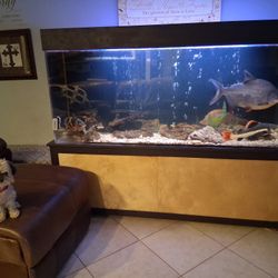 Fish Tank For Sale “Pacu”