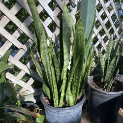 Snake Plants