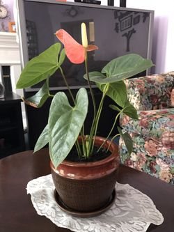 Anthurium Plant w/ nice new pot