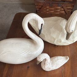 Swans 