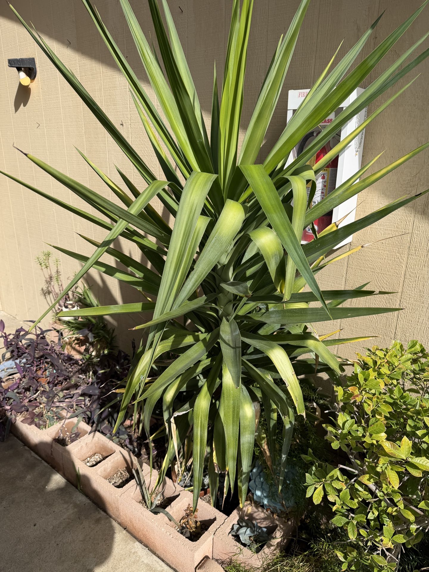 Yucca Plant Small Palm Tree